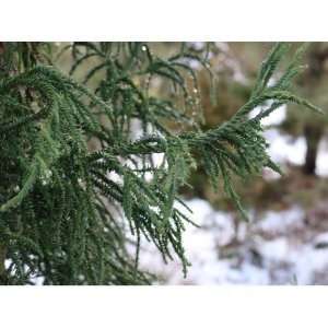 Kryptoméria japonská (Cryptomeria japonica) ´RASEN´ - výška 60-80 cm, kont. C5L
